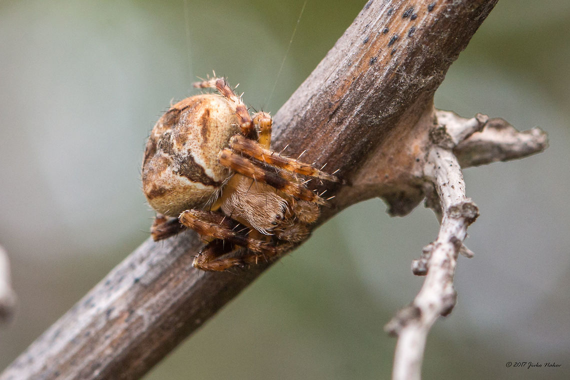 Orb-weaver spider - Agalenatea redii A small, about 7 mm flat spider, curled over a twig pretending to be a bud scar. I would never have noticed it if it was not on the web, then for a fraction of a second it rushed to the twig and flattened itself there. Agalenatea redii,Animal,Animalia,Arachnida,Araneae,Araneidae,Arthropoda,Central Macedonia,Europe,Geotagged,Greece,Halkidiki,Nature,Orb-weaver,Sithonia,Spiders,Spring,Sykia,Wildlife