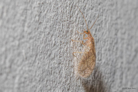 Brown lacewing - Hemerobiidae About 8-9 mm long. Most probably Micromus sp. Animal,Animalia,Arthropoda,Brown lacewing,Bulgaria,Europe,Geotagged,Hemerobiidae,Insect,Insecta,Micromus,Nature,Net-winged insect,Neuroptera,Sofia,Summer,Wildlife