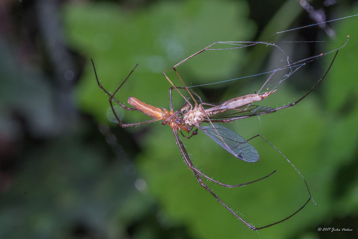 Hunting scene One stretch spider (Tetragnatha) paralyzing a crane fly (Tupilidae). No way to identify the species - both only after closer investigation of genitalia. Animal,Animalia,Arachnida,Araneae,Arthropoda,Bulgaria,Crane fly,Diptera,Europe,Geotagged,Insect,Insecta,Long-jawed Orb Weaver Spider,Nature,Sofia,South park,Stretch spider,Summer,Tetragnathidae,Tipulidae