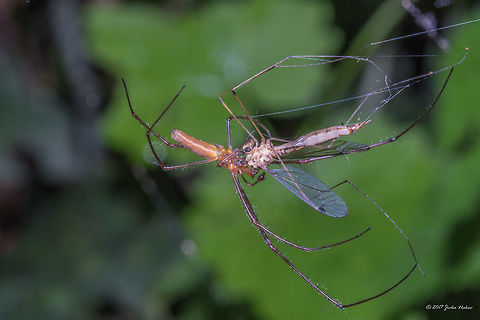 Hunting scene One stretch spider (Tetragnatha) paralyzing a crane fly (Tupilidae). No way to identify the species - both only after closer investigation of genitalia. Animal,Animalia,Arachnida,Araneae,Arthropoda,Bulgaria,Crane fly,Diptera,Europe,Geotagged,Insect,Insecta,Long-jawed Orb Weaver Spider,Nature,Sofia,South park,Stretch spider,Summer,Tetragnathidae,Tipulidae