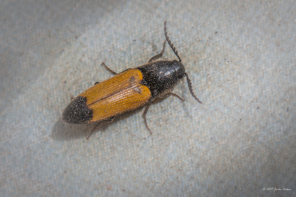 Click beetle - Ampedus elegantulus  Ampedus elegantulus,Animal,Animalia,Arthropoda,Bulgaria,Click beetle,Coleoptera,Elateridae,Europe,Geotagged,Insect,Insecta,Nature,Sofia,Spring,Wildlife