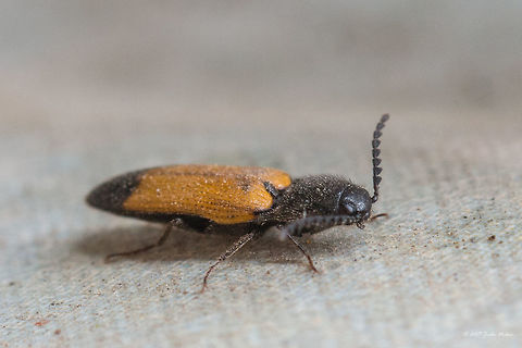 Click beetle - Ampedus elegantulus  Ampedus elegantulus,Animal,Animalia,Arthropoda,Bulgaria,Click beetle,Coleoptera,Elateridae,Europe,Geotagged,Insect,Insecta,Nature,Sofia,Spring,Wildlife