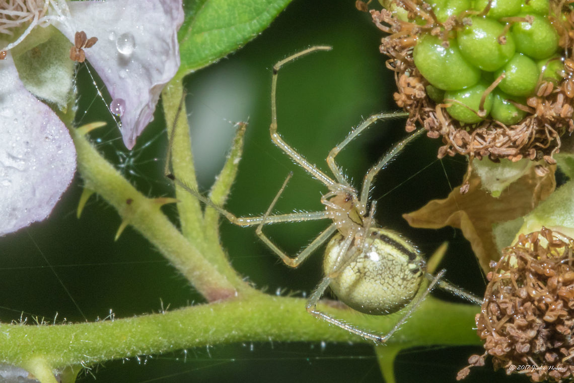 Cobweb spider - Enoplognatha ovata  Animal,Animalia,Arachnida,Araneae,Arthropoda,Bulgaria,Enoplognatha ovata,Europe,Geotagged,Nature,Sofia,South park,Summer,Tangle-web spider,Theridiidae,Wildlife