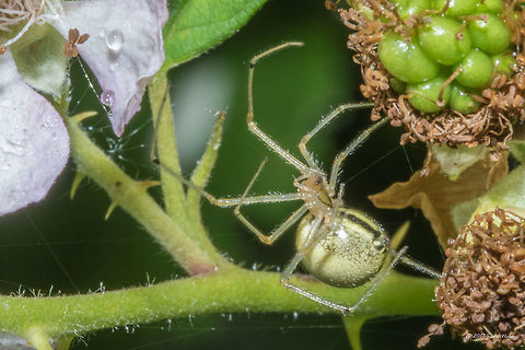 Cobweb spider - Enoplognatha ovata  Animal,Animalia,Arachnida,Araneae,Arthropoda,Bulgaria,Enoplognatha ovata,Europe,Geotagged,Nature,Sofia,South park,Summer,Tangle-web spider,Theridiidae,Wildlife