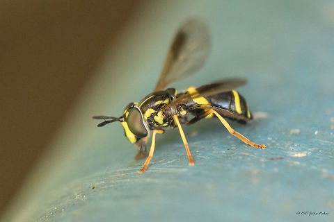 Syrphid fly - Chrysotoxum bicinctum Sorry, not the best photo I would like. This is just to create a record of this species from Bulgaria.  If I make a better one I'll replace this. Animal,Animalia,Arthropoda,Bistrishko Branishte Nature Reserve,Bulgaria,Chrysotoxum bicinctum,Diptera,Europe,Geotagged,Insect,Insecta,Nature,Summer,Syrphid fly,Syrphidae,Vitosha Mountain Nature Park,Wildlife