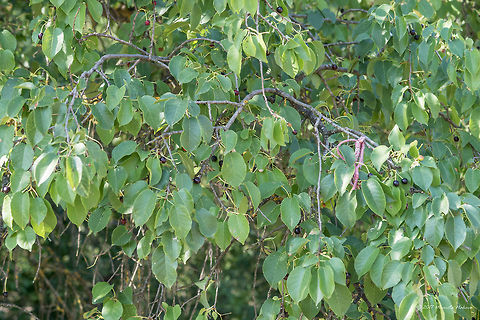 Mahaleb cherry - Prunus mahaleb Photos taken by my wife Marieta
https://www.jungledragon.com/image/52086/mahaleb_cherry_-_prunus_mahaleb.html Bulgaria,Eudicot,Europe,Flowering Plant,Geotagged,Magnoliophyta,Mahaleb cherry,Nature,Park Panega,Plantae,Prunus mahaleb,Rosaceae,Rosales,St Lucie cherry,Summer,Wildlife,flower