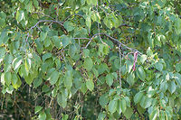 Mahaleb cherry - Prunus mahaleb Photos taken by my wife Marieta<br />
https://www.jungledragon.com/image/52086/mahaleb_cherry_-_prunus_mahaleb.html Bulgaria,Eudicot,Europe,Flowering Plant,Geotagged,Magnoliophyta,Mahaleb cherry,Nature,Park Panega,Plantae,Prunus mahaleb,Rosaceae,Rosales,St Lucie cherry,Summer,Wildlife,flower