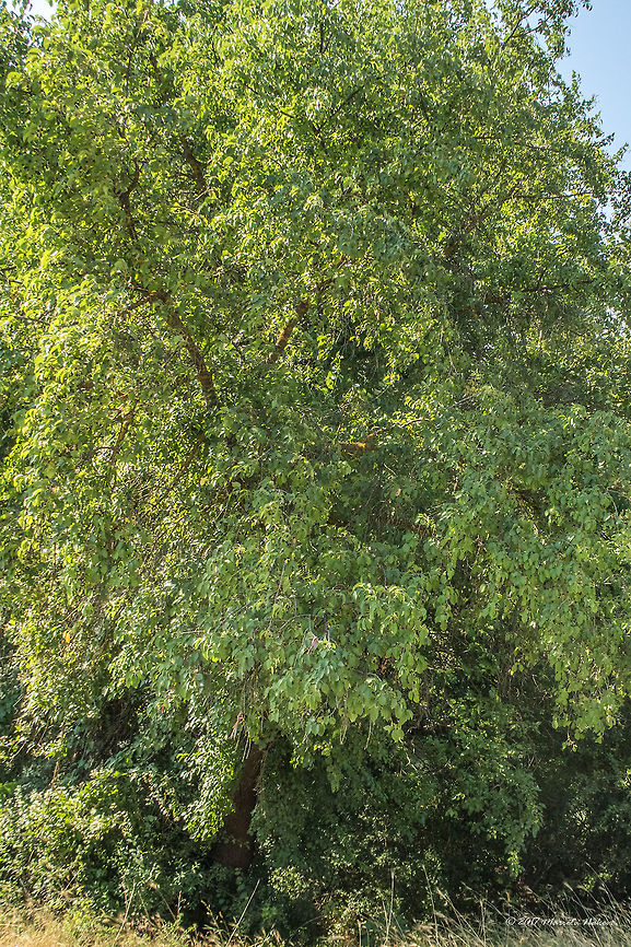 Mahaleb cherry - Prunus mahaleb Photos taken by my wife Marieta<br />
<figure class="photo"><a href="https://www.jungledragon.com/image/52085/mahaleb_cherry_-_prunus_mahaleb.html" title="Mahaleb cherry - Prunus mahaleb"><img src="https://s3.amazonaws.com/media.jungledragon.com/images/1332/52085_thumb.jpg?AWSAccessKeyId=05GMT0V3GWVNE7GGM1R2&Expires=1769040010&Signature=3%2BB26GGEYwp9Zt5bfmYMDs5gRgw%3D" width="200" height="134" alt="Mahaleb cherry - Prunus mahaleb Photos taken by my wife Marieta<br />
https://www.jungledragon.com/image/52086/mahaleb_cherry_-_prunus_mahaleb.html Bulgaria,Eudicot,Europe,Flowering Plant,Geotagged,Magnoliophyta,Mahaleb cherry,Nature,Park Panega,Plantae,Prunus mahaleb,Rosaceae,Rosales,St Lucie cherry,Summer,Wildlife,flower" /></a></figure> Bulgaria,Eudicot,Europe,Flowering Plant,Geotagged,Magnoliophyta,Mahaleb cherry,Nature,Park Panega,Plantae,Prunus mahaleb,Rosaceae,Rosales,St Lucie cherry,Summer,Wildlife,flower