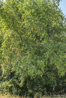 Mahaleb cherry - Prunus mahaleb Photos taken by my wife Marieta
https://www.jungledragon.com/image/52085/mahaleb_cherry_-_prunus_mahaleb.html Bulgaria,Eudicot,Europe,Flowering Plant,Geotagged,Magnoliophyta,Mahaleb cherry,Nature,Park Panega,Plantae,Prunus mahaleb,Rosaceae,Rosales,St Lucie cherry,Summer,Wildlife,flower