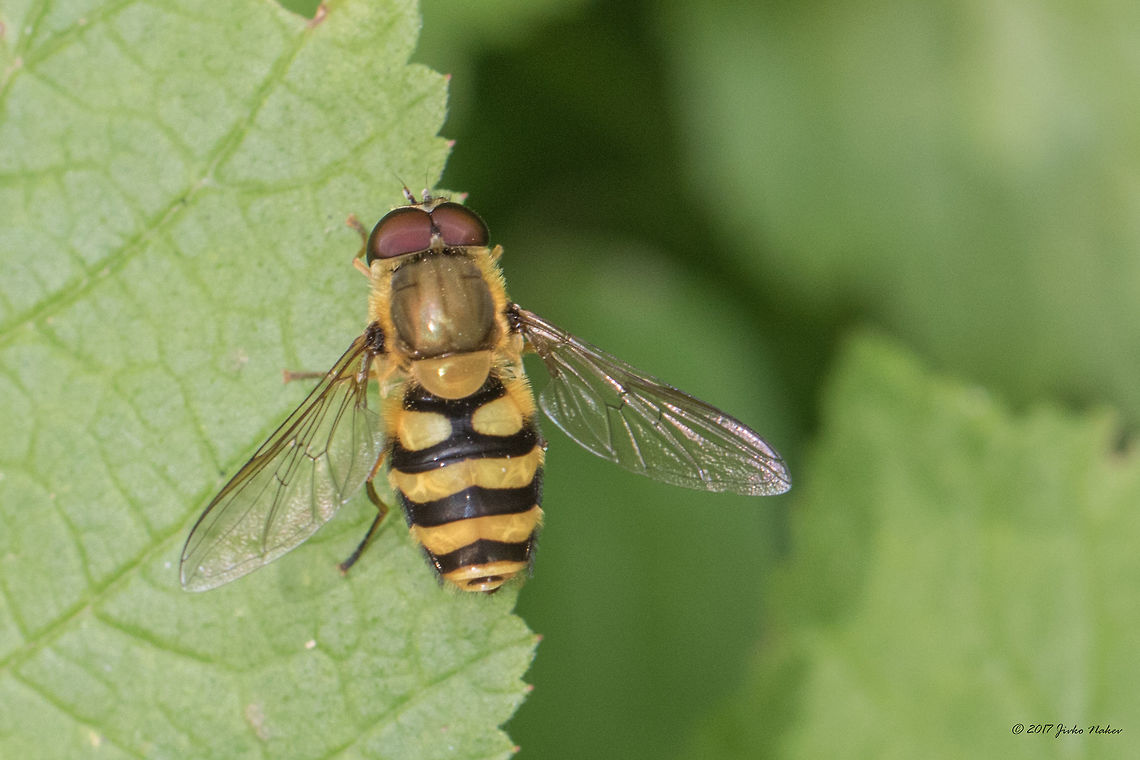 Hoverfly - Syrphus ribesii  Animal,Animalia,Arthropoda,Bulgaria,Diptera,Europe,Geotagged,Insect,Insecta,Nature,Park Panega,Summer,Syrphid fly,Syrphidae,Syrphus ribesii,Wildlife