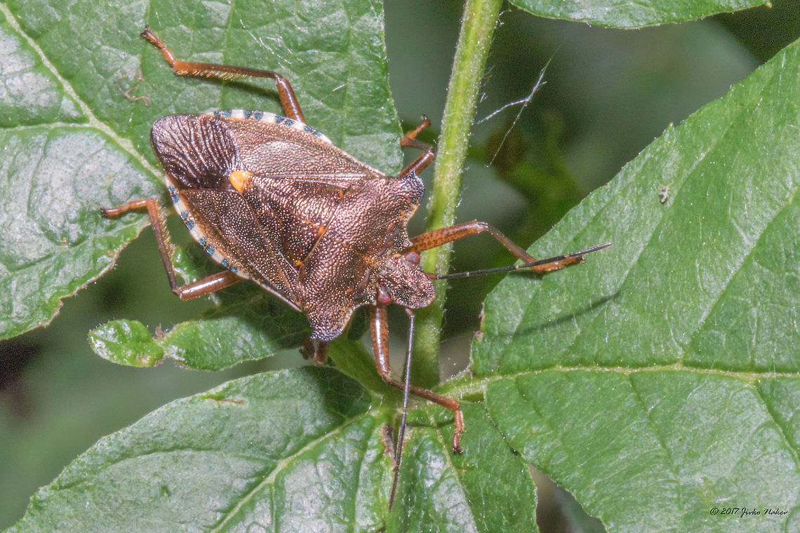 Forest bug - Pentatoma rufipes  Animal,Animalia,Arthropoda,Bulgaria,Forest bug,Geotagged,Hemiptera,Insect,Insecta,Nature,Pentatoma rufipes,Pentatomidae,Red-legged Shieldbug,Summer,Wildlife