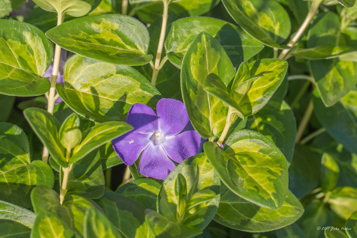 Vinca major Maculata  Apocynaceae,Eudicot,Europe,Flowering Plant,Gentianales,Geotagged,Greater Periwinkle,Greater periwinkle,Magnoliophyta,Nature,Plantae,Serbia,Spring,Vinca major,Vinca major Maculata,Wildlife,Zasavica Nature reserve,flower