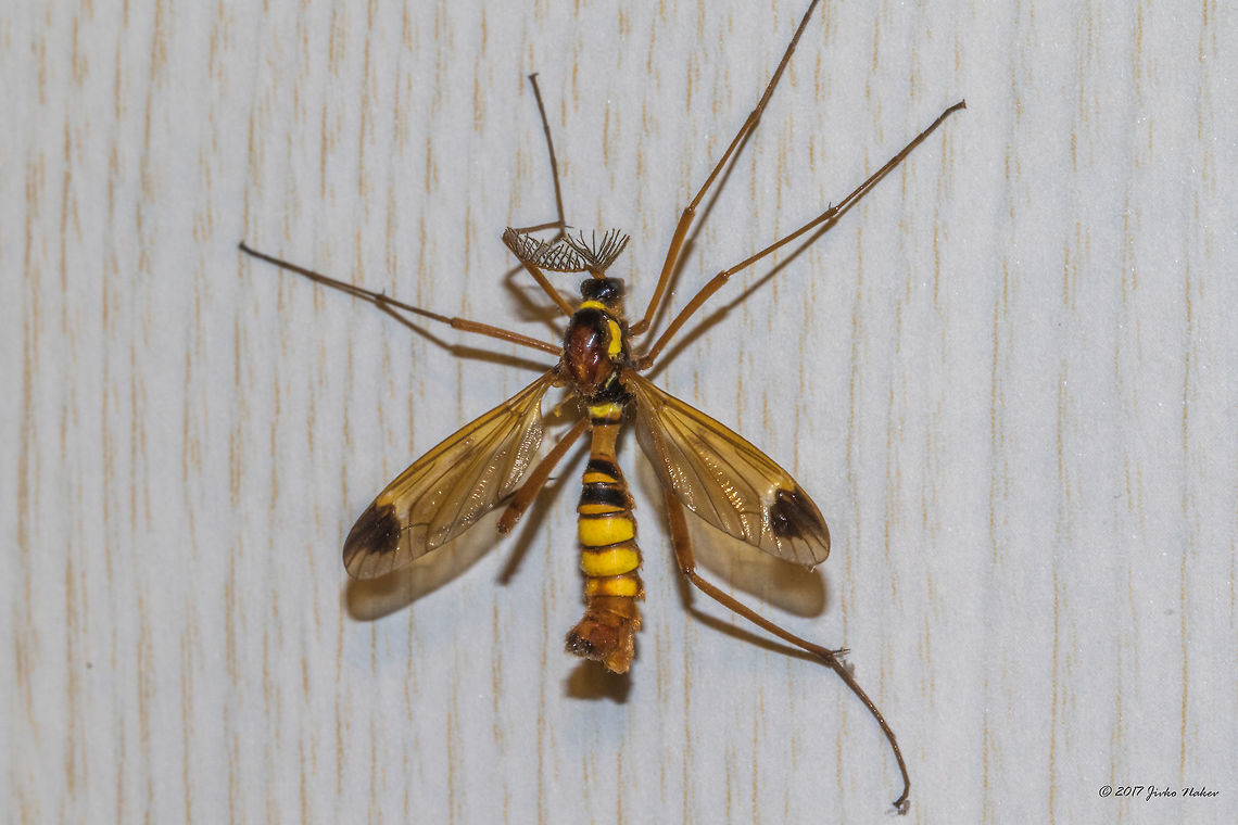 Wasp mimicking crane fly - Ctenophora ornata Ctenophora (Cnemoncosis) ornata<br />
I had a visitor this evening - through the open window. What a beauty!  Animal,Animalia,Arthropoda,Bulgaria,Crane fly,Ctenophora (Cnemoncosis) ornata,Ctenophora ornata,Ctenophorinae,Diptera,Europe,Geotagged,Insect,Insecta,Nature,Sofia,Summer,Tipulidae,Wasp mimicking fly,Wildlife
