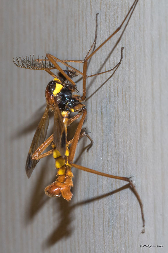 Wasp mimicking crane fly - Ctenophora ornata Ctenophora (Cnemoncosis) ornata Animal,Animalia,Arthropoda,Bulgaria,Crane fly,Ctenophora (Cnemoncosis) ornata,Ctenophora ornata,Diptera,Europe,Geotagged,Insect,Insecta,Nature,Sofia,Summer,Tipulidae,Wasp mimicking fly,Wildlife