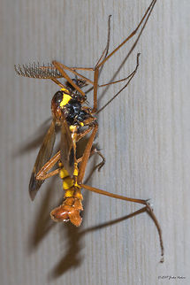 Wasp mimicking crane fly - Ctenophora ornata Ctenophora (Cnemoncosis) ornata Animal,Animalia,Arthropoda,Bulgaria,Crane fly,Ctenophora (Cnemoncosis) ornata,Ctenophora ornata,Diptera,Europe,Geotagged,Insect,Insecta,Nature,Sofia,Summer,Tipulidae,Wasp mimicking fly,Wildlife