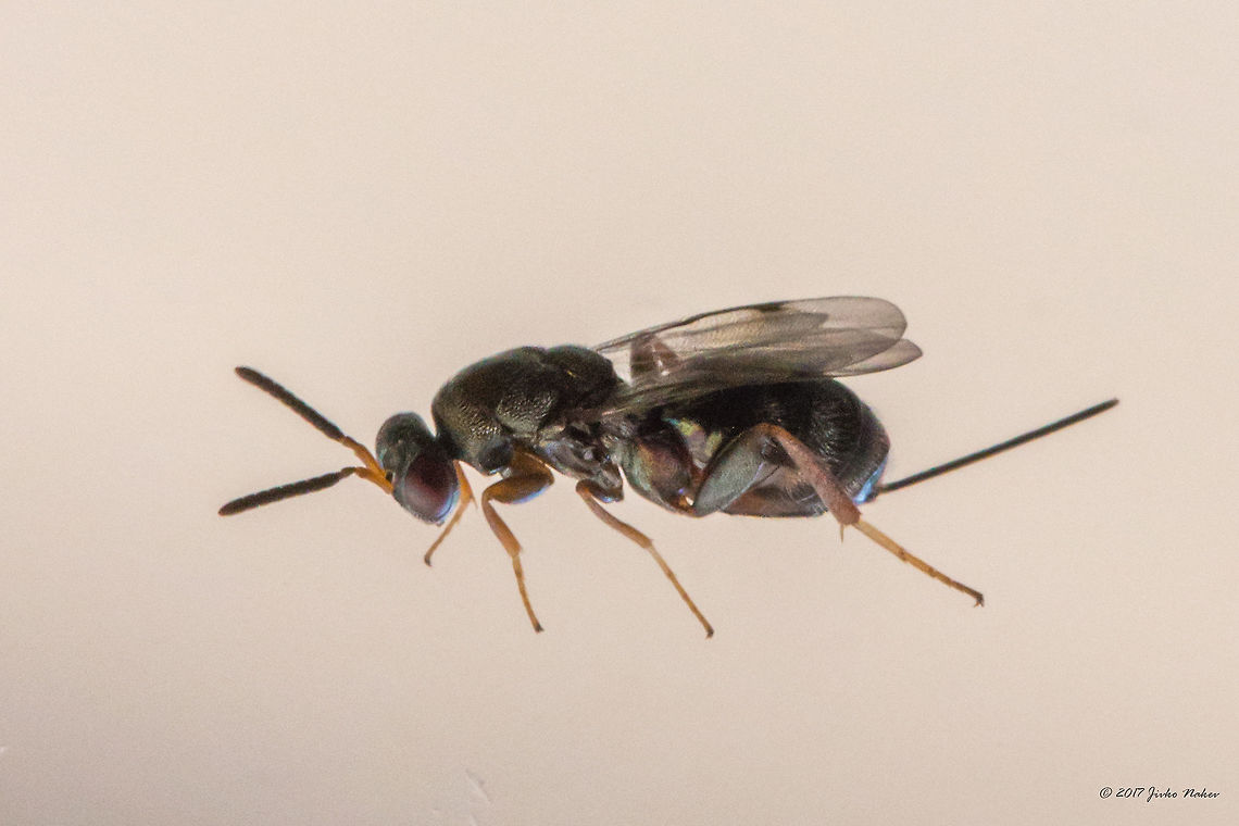 Chalcid wasp - Monodontomerus obscurus This miniature wasp - about 5 mm - was captured on the window of my apartment in Sofia.<br />
Fauna Europaea shows that only one Monodontomerus spesies - M. aereus - is distributed in Bulgaria. Recent researches however, published in 2007, indicated that M. minor and M. obscurus are also recorded in Bulgaria.  Animal,Animalia,Arthropoda,Bulgaria,Chalcid wasp,Chalcidoidea,Europe,Geotagged,Hymenoptera,Insect,Insecta,Monodontomerus obscurus,Nature,Sofia,Summer,Torymidae,Wildlife