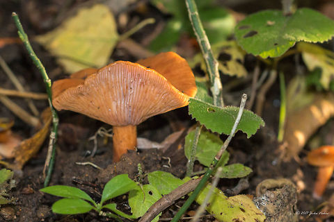 Milky cap -  Lactarius cremor I have photographed this mushroom in October 2015. Being unable to identify it I just waited for an opportunity to discuss it with a specialist.
There are a couple of similar species Milk Caps distributed in Bulgaria: L. fulvissimus, L. ichoratus, L. cremor and L. rostratus.
The fact that I found this specimen in a beech forest was determining forward the last two species.
There are some scientific debates however concerning L. cremor and L. rostratus. While MycoBank, Index Fungorum and Catalogue of Life consider them as separate species, some other sources consider them as synonyms of one species. Even more, Heilman-Clausen, et al. who described L. rostratus consider the name L. cremor to be nomen dubium. 
In any way from my point of view L. rostratus or L. cremor is one and the same, as they cannot be distinguished based on a photography.
Unfortunately the link below contains space between Lactarius and cremor and it brakes here! URL encoding replaces it with "percent 20" as the space is outside the ASCII set, but this cannot be pasted here.
http://www.pharmanatur.com/Mycologie/Lactarius cremor.htm
 Agaricomycetes,Basidiomycota,Bulgaria,Camphoratini,Europe,Fall,Fungi,Fungus,Geotagged,Lactarius cremor,Lactarius rostratus,Nature,Russulaceae,Russulales,Vitosha Mountain Nature Park,Wildlife