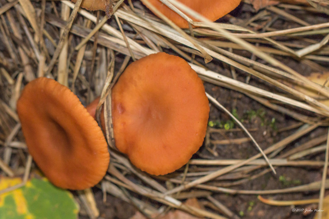 Milky cap -  Lactarius cremor  Agaricomycetes,Basidiomycota,Bulgaria,Camphoratini,Europe,Fall,Fungi,Fungus,Geotagged,Lactarius cremor,Lactarius rostratus,Nature,Russulaceae,Russulales,Vitosha Mountain Nature Park,Wildlife