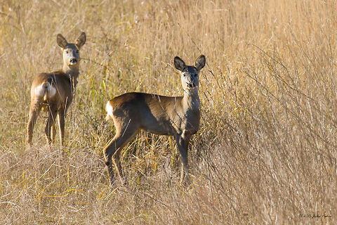 Roe deer along the highway - Serbia Roe deer - Capreolus capreolus Animal,Animalia,Artiodactyla,Capreolus capreolus,Cervidae,Chordata,Europe,Fall,Geotagged,Mammalia,Nature,Roe deer,Serbia,Wildlife,even-toed,mammals