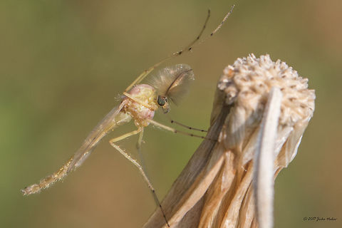 Chironomid - Nonbiting midge This is a large taxon of insects; some estimates of the species numbers suggest well over 10000 world-wide. Males are easily recognized by their plumose antennae. The biodiversity of the Chironomidae often goes unnoticed because they are notoriously difficult to identify and ecologists usually record them by species groups. Each morphologically distinct group comprises a number of morphologically identical (sibling) species that can only be identified by rearing adult males or by cytogenetic analysis of the polytene chromosomes. (from Wikipedia)
https://www.jungledragon.com/image/52161/chironomid_-_nonbiting_midge.html Animal,Animalia,Arthropoda,Bulgaria,Chironomidae,Diptera,Europe,Geotagged,Insect,Insecta,Nature,Nonbiting midge,Ognyanovo dam,Sofia,Summer,Wildlife
