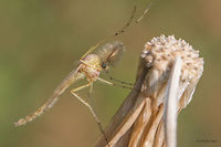 Chironomid - Nonbiting midge This is a large taxon of insects; some estimates of the species numbers suggest well over 10000 world-wide. Males are easily recognized by their plumose antennae. The biodiversity of the Chironomidae often goes unnoticed because they are notoriously difficult to identify and ecologists usually record them by species groups. Each morphologically distinct group comprises a number of morphologically identical (sibling) species that can only be identified by rearing adult males or by cytogenetic analysis of the polytene chromosomes. (from Wikipedia)<br />
https://www.jungledragon.com/image/52161/chironomid_-_nonbiting_midge.html Animal,Animalia,Arthropoda,Bulgaria,Chironomidae,Diptera,Europe,Geotagged,Insect,Insecta,Nature,Nonbiting midge,Ognyanovo dam,Sofia,Summer,Wildlife