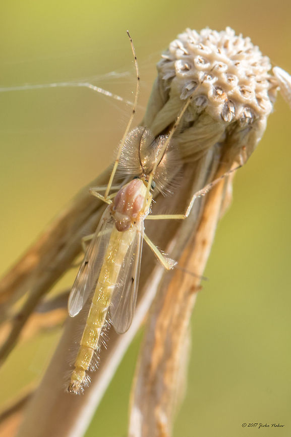 Chironomid - Nonbiting midge <figure class="photo"><a href="https://www.jungledragon.com/image/52160/chironomid_-_nonbiting_midge.html" title="Chironomid - Nonbiting midge"><img src="https://s3.amazonaws.com/media.jungledragon.com/images/1332/52160_thumb.jpg?AWSAccessKeyId=05GMT0V3GWVNE7GGM1R2&Expires=1759968010&Signature=RFiFUk%2BTlu6nLHItUt5VaNucoIg%3D" width="200" height="134" alt="Chironomid - Nonbiting midge This is a large taxon of insects; some estimates of the species numbers suggest well over 10000 world-wide. Males are easily recognized by their plumose antennae. The biodiversity of the Chironomidae often goes unnoticed because they are notoriously difficult to identify and ecologists usually record them by species groups. Each morphologically distinct group comprises a number of morphologically identical (sibling) species that can only be identified by rearing adult males or by cytogenetic analysis of the polytene chromosomes. (from Wikipedia)<br />
https://www.jungledragon.com/image/52161/chironomid_-_nonbiting_midge.html Animal,Animalia,Arthropoda,Bulgaria,Chironomidae,Diptera,Europe,Geotagged,Insect,Insecta,Nature,Nonbiting midge,Ognyanovo dam,Sofia,Summer,Wildlife" /></a></figure> Animal,Animalia,Arthropoda,Bulgaria,Chironomidae,Diptera,Europe,Geotagged,Insect,Insecta,Nature,Nonbiting midge,Ognyanovo dam,Sofia,Summer,Wildlife