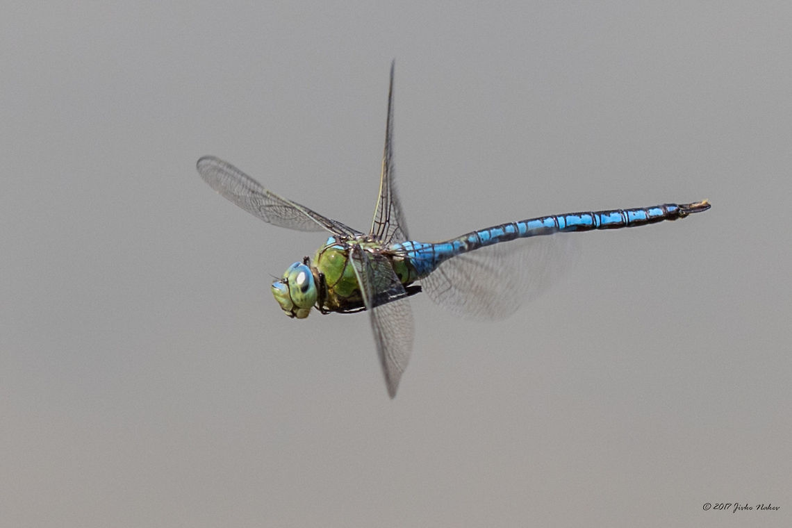 Emperor dragonfly in flight - Anax imperator  Aeshnidae,Anax imperator,Animal,Animalia,Arthropoda,Bulgaria,Dragonfly,Emperor Dragonfly,Europe,Geotagged,Insect,Insecta,Nature,Odonata,Ognyanovo dam,Sofia,Summer,Wildlife