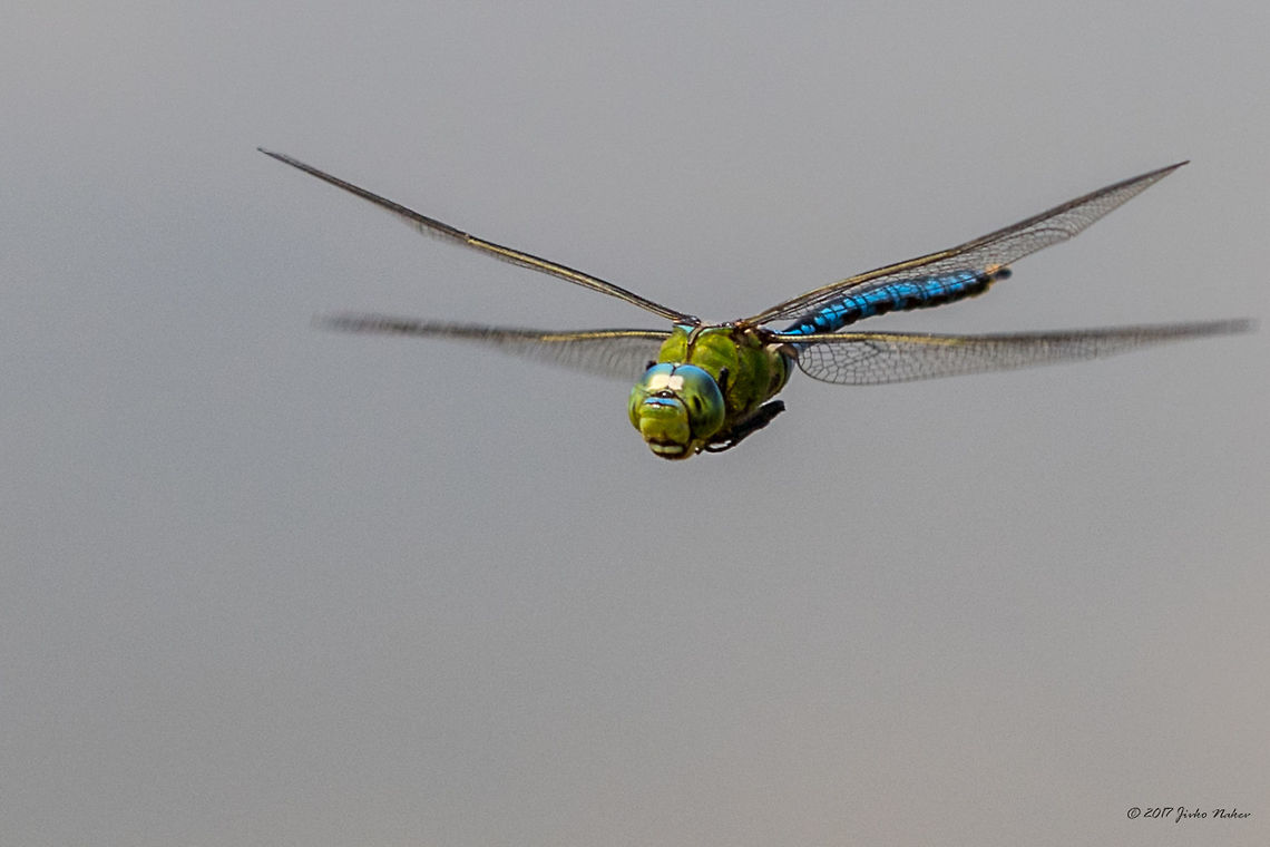 Emperor dragonfly in flight - Anax imperator  Aeshnidae,Anax imperator,Animal,Animalia,Arthropoda,Bulgaria,Dragonfly,Emperor Dragonfly,Europe,Geotagged,Insect,Insecta,Nature,Odonata,Ognyanovo dam,Sofia,Summer,Wildlife