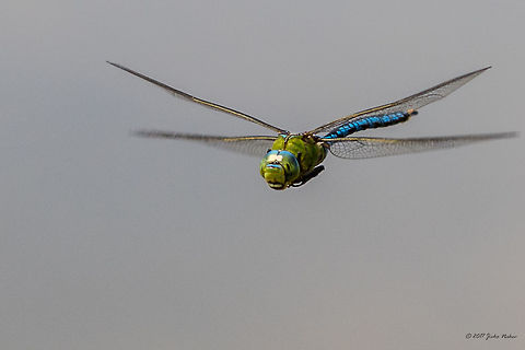 Emperor dragonfly in flight - Anax imperator  Aeshnidae,Anax imperator,Animal,Animalia,Arthropoda,Bulgaria,Dragonfly,Emperor Dragonfly,Europe,Geotagged,Insect,Insecta,Nature,Odonata,Ognyanovo dam,Sofia,Summer,Wildlife