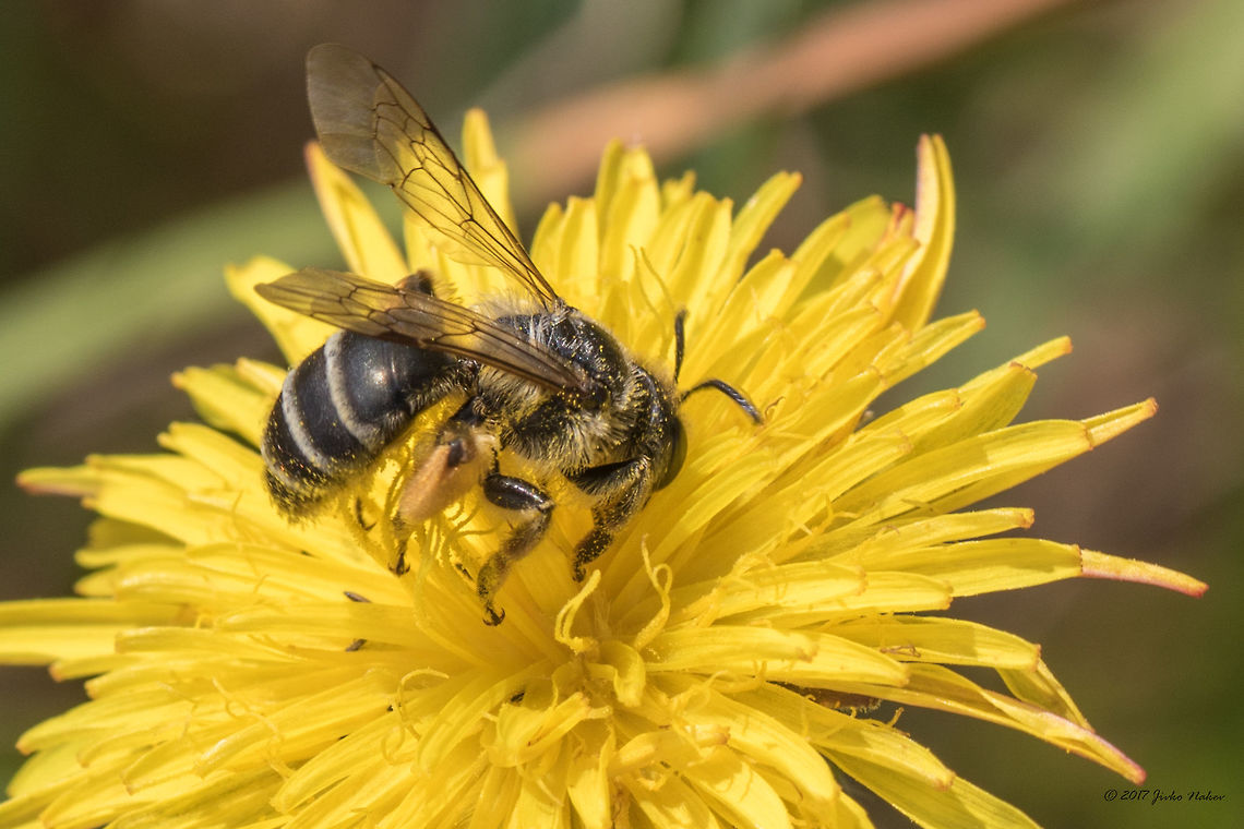 Yellow-legged mining bee - Andrena flavipes <figure class="photo"><a href="https://www.jungledragon.com/image/52174/yellow-legged_mining_bee_-_andrena_flavipes.html" title="Yellow-legged mining bee - Andrena flavipes"><img src="https://s3.amazonaws.com/media.jungledragon.com/images/1332/52174_thumb.jpg?AWSAccessKeyId=05GMT0V3GWVNE7GGM1R2&Expires=1767225610&Signature=0XTfbT3L6Uc%2FZ2YeNUyyNs6H%2FS0%3D" width="200" height="134" alt="Yellow-legged mining bee - Andrena flavipes https://www.jungledragon.com/image/52173/yellow-legged_mining_bee_-_andrena_flavipes.html Andrena flavipes,Andrenidae,Animal,Animalia,Apoidea,Arthropoda,Bulgaria,Europe,Geotagged,Hymenoptera,Insect,Insecta,Mining bee,Nature,Ognyanovo dam,Sofia,Summer,Wildlife,Yellow-legged mining bee" /></a></figure> Andrena flavipes,Andrenidae,Animal,Animalia,Apoidea,Arthropoda,Bulgaria,Europe,Geotagged,Hymenoptera,Insect,Insecta,Mining bee,Nature,Ognyanovo dam,Sofia,Summer,Wildlife,Yellow-legged mining bee