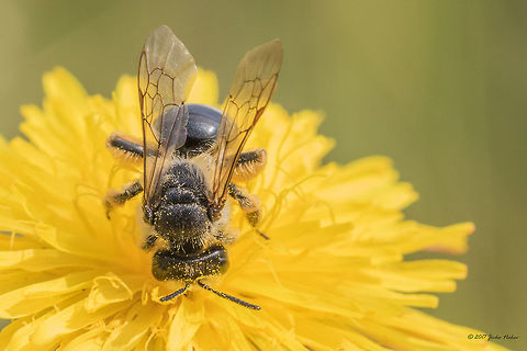Yellow-legged mining bee - Andrena flavipes https://www.jungledragon.com/image/52173/yellow-legged_mining_bee_-_andrena_flavipes.html Andrena flavipes,Andrenidae,Animal,Animalia,Apoidea,Arthropoda,Bulgaria,Europe,Geotagged,Hymenoptera,Insect,Insecta,Mining bee,Nature,Ognyanovo dam,Sofia,Summer,Wildlife,Yellow-legged mining bee