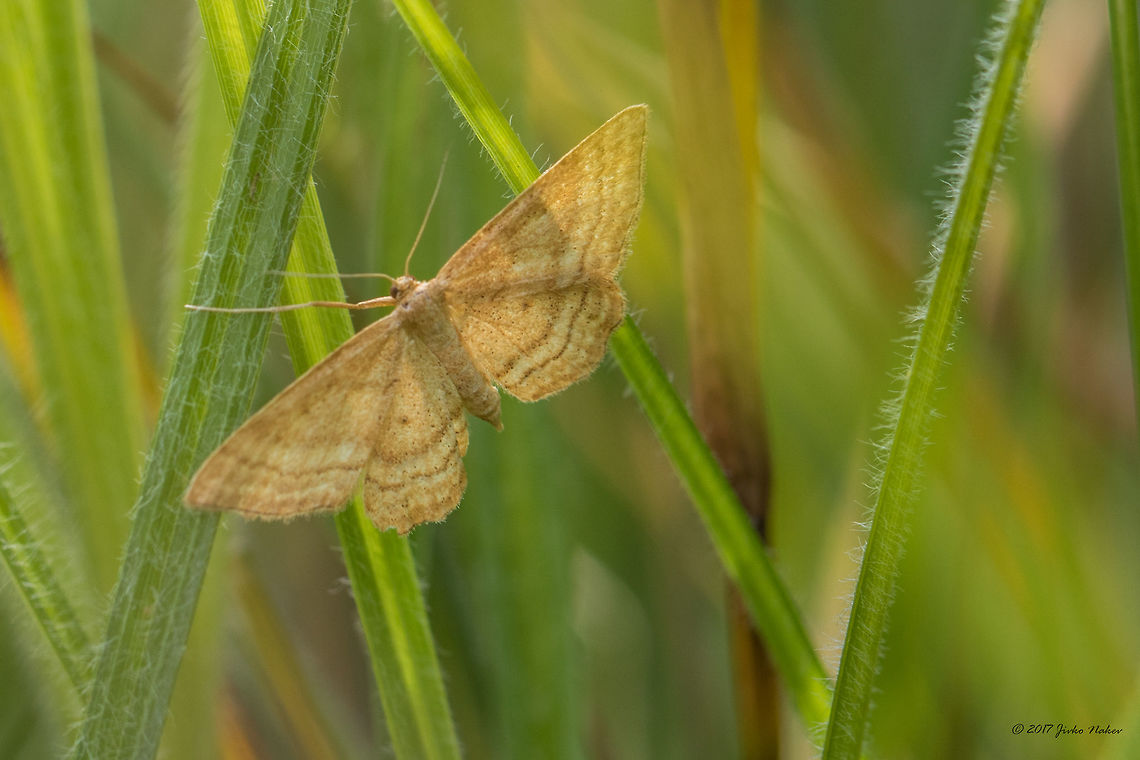 Bright wave moth - Idaea ochrata  Animal,Animalia,Arthropoda,Bright wave,Bulgaria,Europe,Geometer moth,Geometridae,Geotagged,Idaea ochrata,Insect,Insecta,Lepidoptera,Moth Week 2018,Nature,Ognyanovo dam,Sofia,Summer,Wildlife