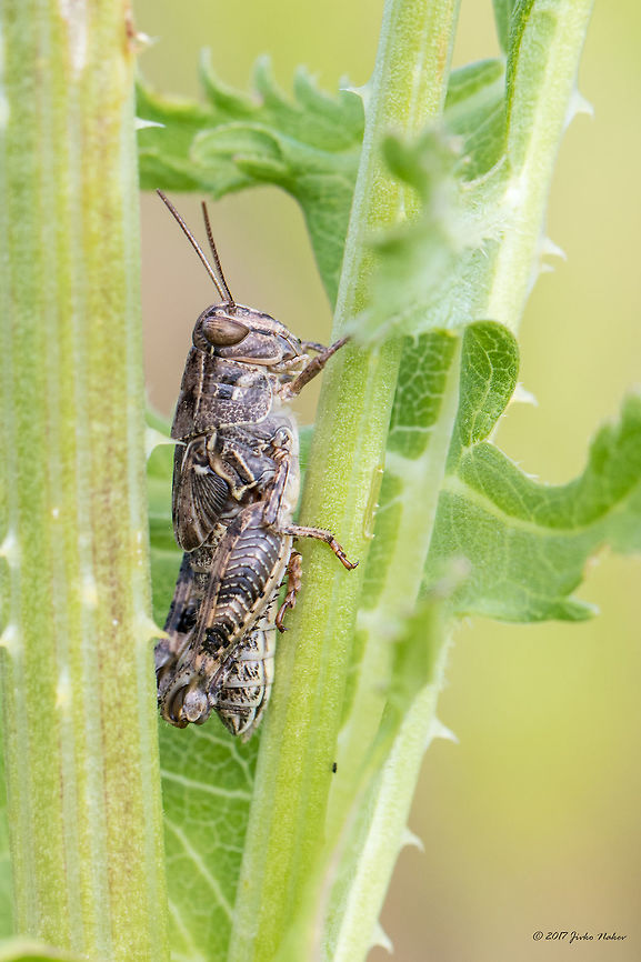Italian loccust nymph - Calliptamus italicus I do believe this is the correct identification, but any adjustment is welcome. Acrididae,Animal,Animalia,Arthropoda,Bulgaria,Calliptamus italicus,Europe,Geotagged,Insect,Insecta,Italian locust,Nature,Ognyanovo dam,Orthoptera,Short-horned Grasshopper,Sofia,Summer,Wildlife