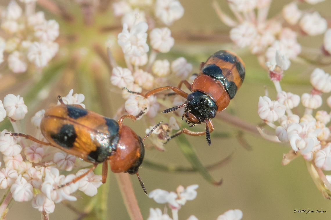 Leaf beetle - Coptocephala unifasciata Coptocephala (Coptocephala) unidasciata (Scopoli, 1763) = Buprestis unifasciata Scopoli, 1763 Animal,Animalia,Arthropoda,Bulgaria,Buprestis unifasciata,Chrysomelidae,Coleoptera,Coptocephala unifasciata,Europe,Geotagged,Insect,Insecta,Leaf beetle,Nature,Ognyanovo dam,Sofia,Summer,Wildlife