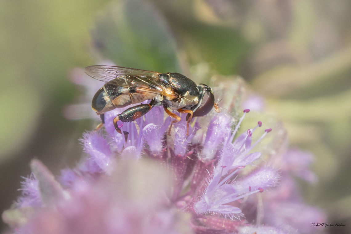 Thick-legged hoverfly - Syritta pipiens  Animal,Animalia,Arthropoda,Bulgaria,Diptera,Europe,Geotagged,Insect,Insecta,Nature,Ognyanovo dam,Sofia,Summer,Syritta pipiens,Syrphid fly,Syrphidae,Thick-legged hoverfly,Wildlife