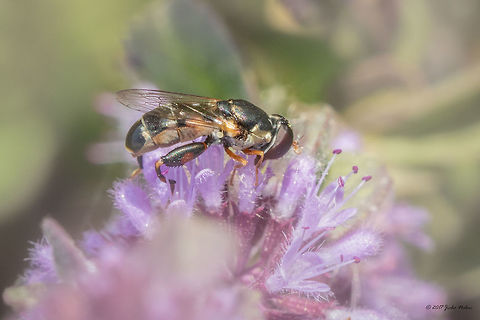 Thick-legged hoverfly - Syritta pipiens  Animal,Animalia,Arthropoda,Bulgaria,Diptera,Europe,Geotagged,Insect,Insecta,Nature,Ognyanovo dam,Sofia,Summer,Syritta pipiens,Syrphid fly,Syrphidae,Thick-legged hoverfly,Wildlife
