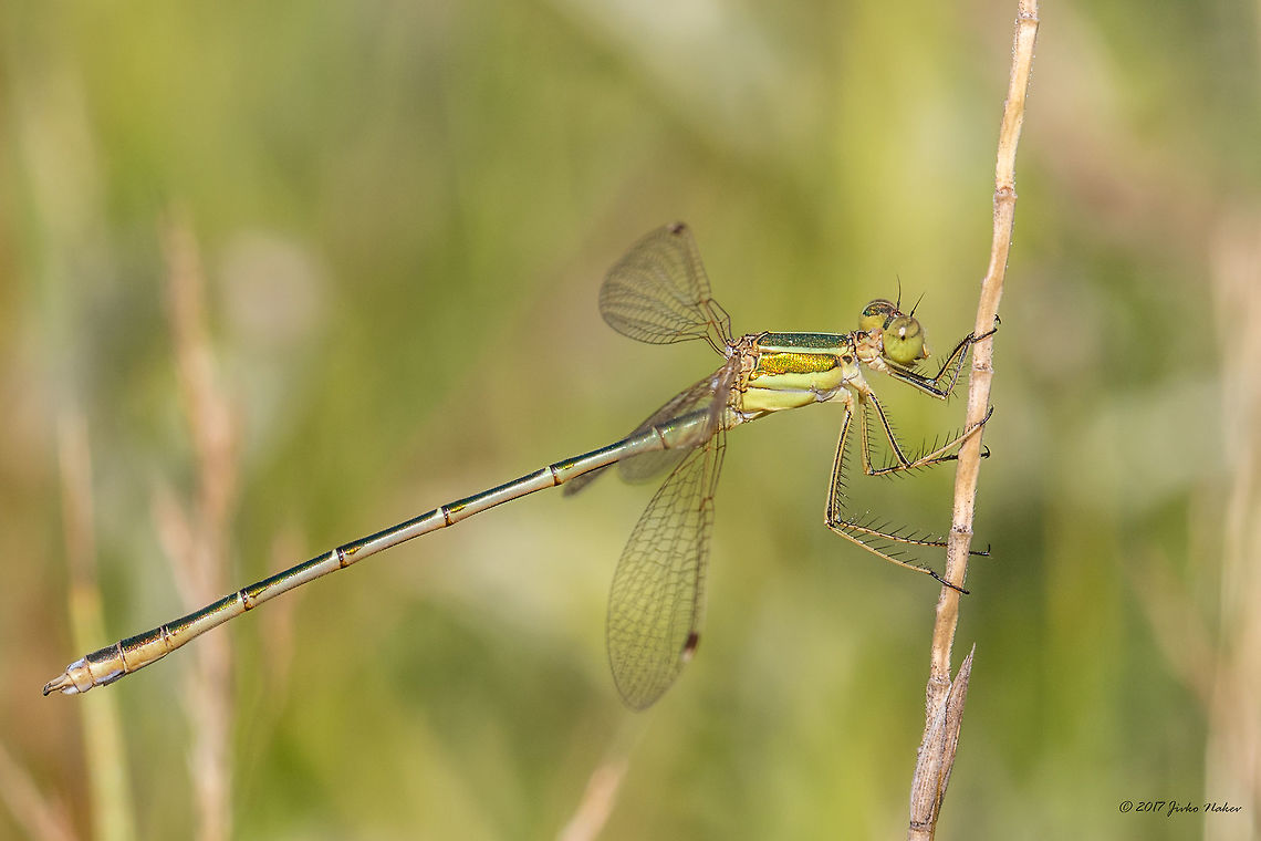 Shy emerald damselfly - Lestes barbarus  Animal,Animalia,Arthropoda,Bulgaria,Damselfly,Europe,Geotagged,Insect,Insecta,Lestes barbarus,Lestidae,Nature,Odonata,Ognyanovo dam,Shy emerald damselfly,Sofia,Southern emerald damselfly,Summer,Wildlife,lestes barbarus