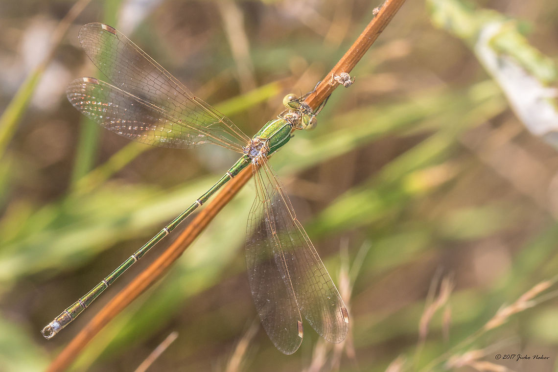 Shy emerald damselfly - Lestes barbarus  Animal,Animalia,Arthropoda,Bulgaria,Damselfly,Europe,Geotagged,Insect,Insecta,Lestes barbarus,Lestidae,Nature,Odonata,Ognyanovo dam,Shy emerald damselfly,Sofia,Southern emerald damselfly,Summer,Wildlife,lestes barbarus