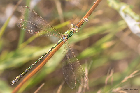 Shy emerald damselfly - Lestes barbarus  Animal,Animalia,Arthropoda,Bulgaria,Damselfly,Europe,Geotagged,Insect,Insecta,Lestes barbarus,Lestidae,Nature,Odonata,Ognyanovo dam,Shy emerald damselfly,Sofia,Southern emerald damselfly,Summer,Wildlife,lestes barbarus