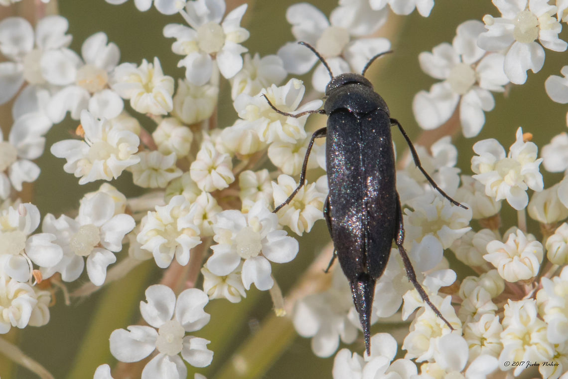 Mordella acuelata I could reasonably identify it as Mordellistena parvula or Mordellistena pumila. The three species are indistinguishable based on photographs. All three species are found in Bulgaria. I did not find any detailed descriptions on the internet, only a few photos and almost all of dead specimens. Animal,Animalia,Arthropoda,Bulgaria,Coleoptera,Europe,Geotagged,Insect,Insecta,Mordella aculeata,Mordellidae,Nature,Ognyanovo dam,Sofia,Summer,Wildlife