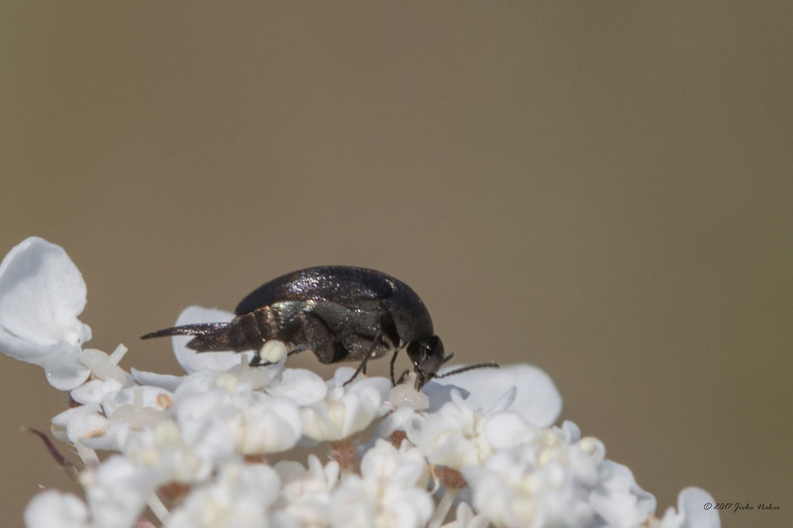Mordella aculeata - side view  Bulgaria,Geotagged,Mordella aculeata,Summer