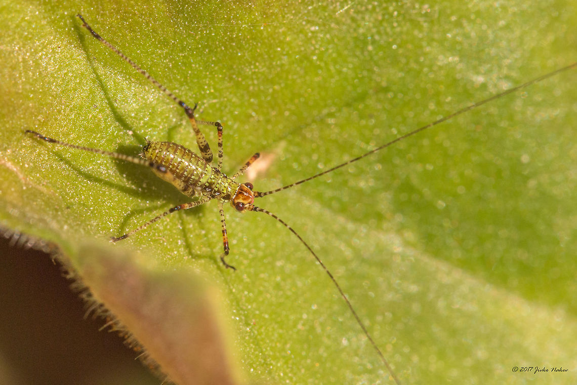 Sickle-bearing bush-cricket - Phaneroptera falcata nymph  Animal,Animalia,Arthropoda,Bulgaria,Europe,Geotagged,Insect,Insecta,Nature,Orthoptera,Phaneroptera falcata,Phaneropteridae,Sickle-bearing Bush Cricket,Sickle-bearing bush-cricket,Sofia,Summer,Wildlife