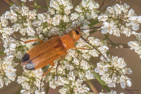 Blister beetle - Zonitis flava  Animal,Animalia,Arthropoda,Blister beetles,Bulgaria,Coleoptera,Europe,Geotagged,Insect,Insecta,Meloidae,Nature,Ognyanovo dam,Sofia,Summer,Wildlife,Zonitis flava