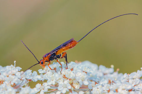 Parasitoid wasp - Glyptomorpha pectoralis  Animal,Animalia,Arthropoda,Braconidae,Bulgaria,Europe,Geotagged,Glyptomorpha pectoralis,Hymenoptera,Ichneumonoidea,Insect,Insecta,Nature,Ognyanovo dam,Parasitoid wasp,Sofia,Summer,Wildlife