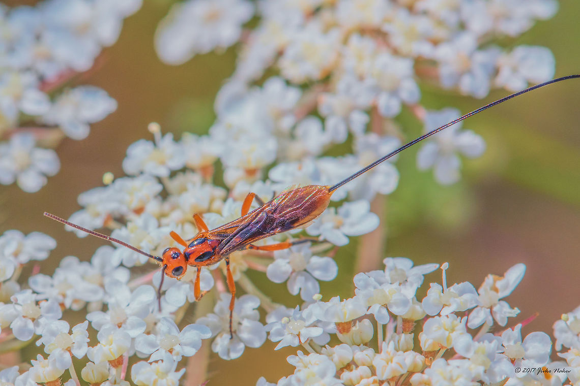 Parasitoid wasp - Glyptomorpha pectoralis  Animal,Animalia,Arthropoda,Braconidae,Bulgaria,Europe,Geotagged,Glyptomorpha pectoralis,Hymenoptera,Ichneumonoidea,Insect,Insecta,Nature,Ognyanovo dam,Parasitoid wasp,Sofia,Summer,Wildlife