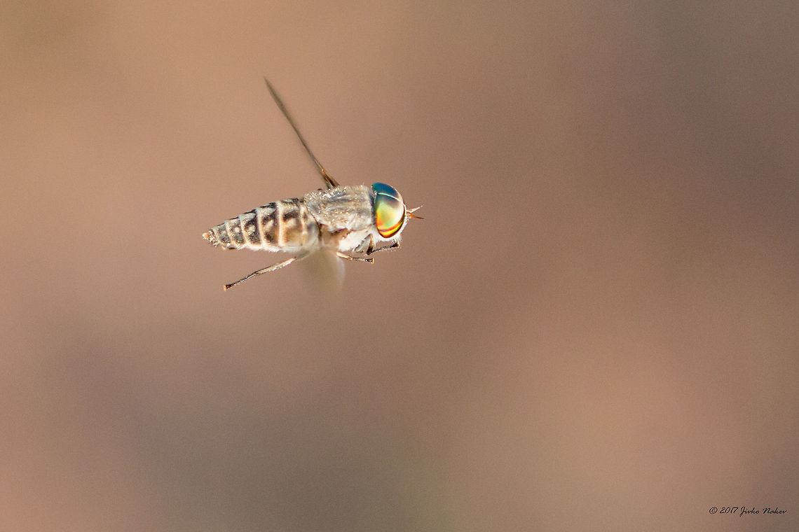 Band-eyed brown horsefly - Tabanus bromius  Animal,Animalia,Arthropoda,Band-eyed brown horsefly,Bjala reka meanders protected area,Bulgaria,Diptera,Europe,Geotagged,Horse fly,Insect,Insecta,Nature,Rhodope mountains,Summer,Tabanidae,Tabanus bromius,Wildlife