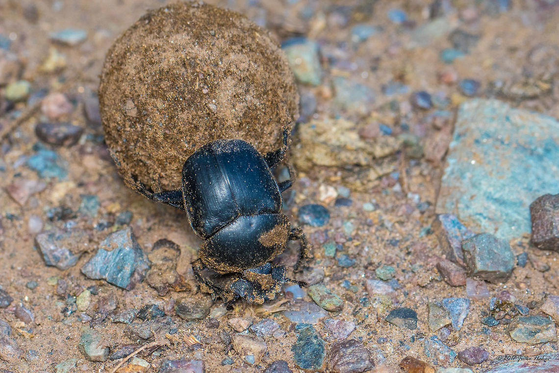 Scarabaeus pius The species is identified based on the recent research showing the potential distribution of Scarabaeus sp. in Bulgaria and adjacent regions. Bjala reka meanders protected area,Bulgaria,Europe,Geotagged,Rhodope mountains,Scarabaeus pius,Summer