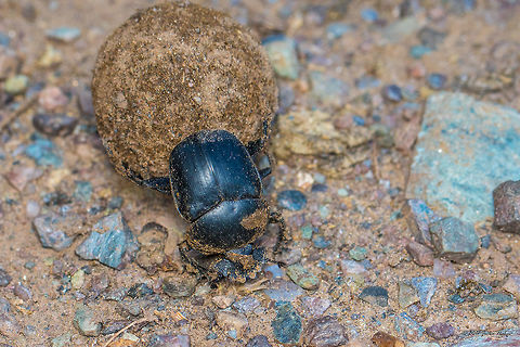 Scarabaeus pius The species is identified based on the recent research showing the potential distribution of Scarabaeus sp. in Bulgaria and adjacent regions. Bjala reka meanders protected area,Bulgaria,Europe,Geotagged,Rhodope mountains,Scarabaeus pius,Summer