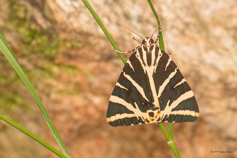 Jersey Tiger Moth - Euplagia quadripunctaria  Animal,Animalia,Arctiidae,Arthropoda,Bjala reka meanders protected area,Bulgaria,Euplagia quadripunctaria,Europe,Geotagged,Insect,Insecta,Jersey Tiger,Jersey Tiger Moth,Lepidoptera,Nature,Rhodope mountains,Summer,Wildlife