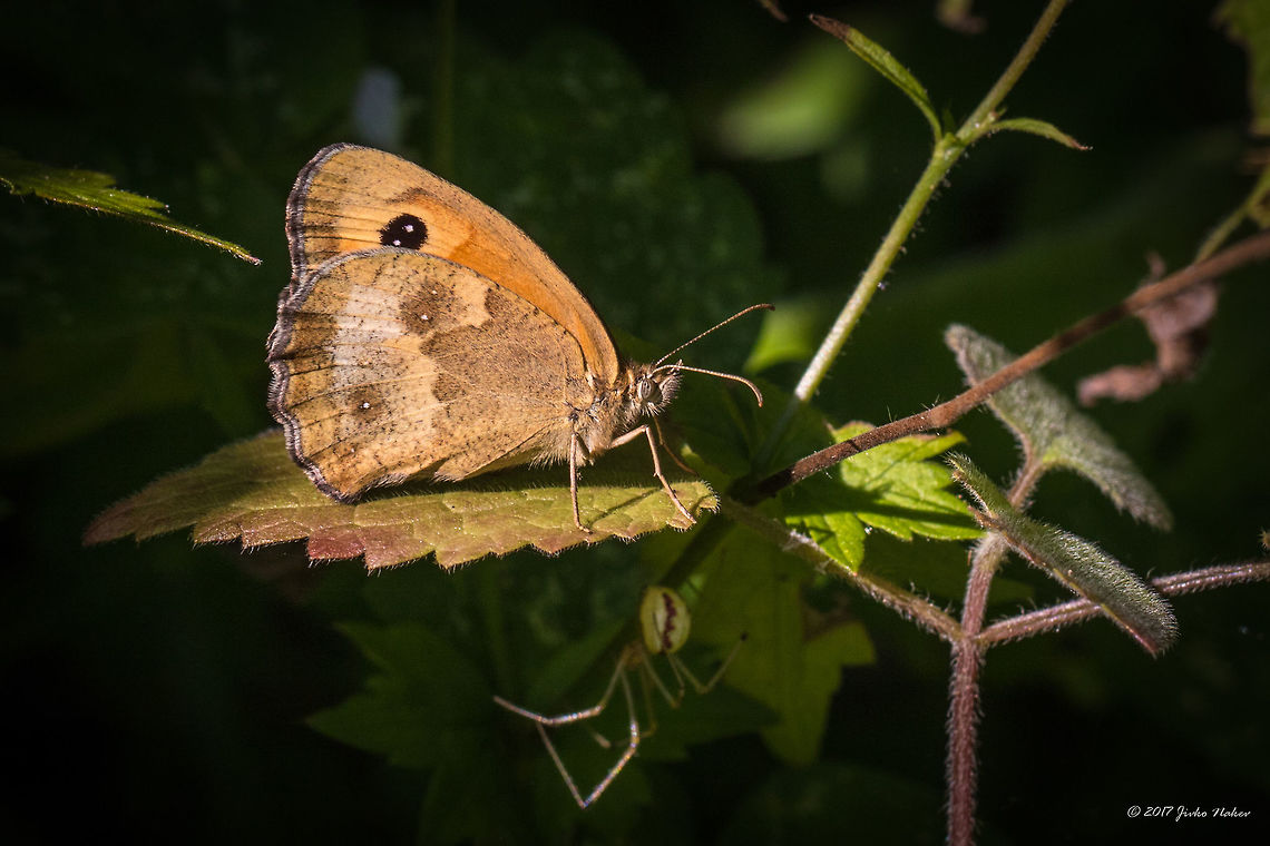 Gatekeeper - Pyronia tithonus Hedge brown captured in a tiny sunlit spot in a dense bush area. Animal,Animalia,Arthropoda,Bjala reka meanders protected area,Brush-footed butterfly,Bulgaria,Europe,Gatekeeper,Geotagged,Hedge brown,Insect,Insecta,Lepidoptera,Maniola tithonus,Nature,Nymphalidae,Pyronia tithonus,Rhodope mountains,Summer,Wildlife